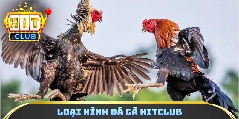 Loại hình đá gà Hitclub