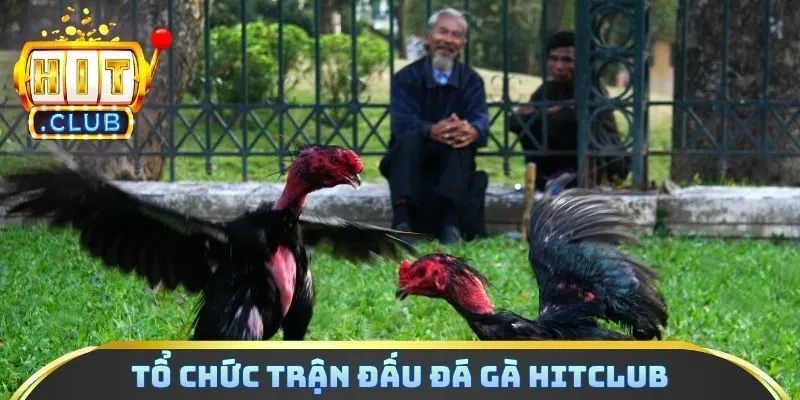 Tổ chức trận đấu đá gà Hitclub